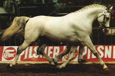 Shagya-Arabian Stallion Shagya III
